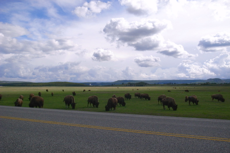 Bison by the road