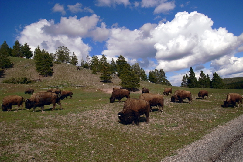 Bison on the other side