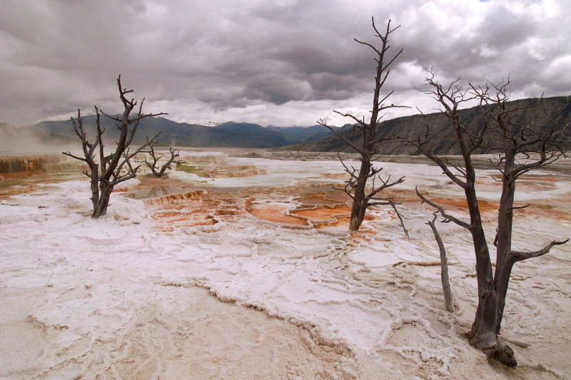 Three dead trees overtaken by Mammoth Hot Springs