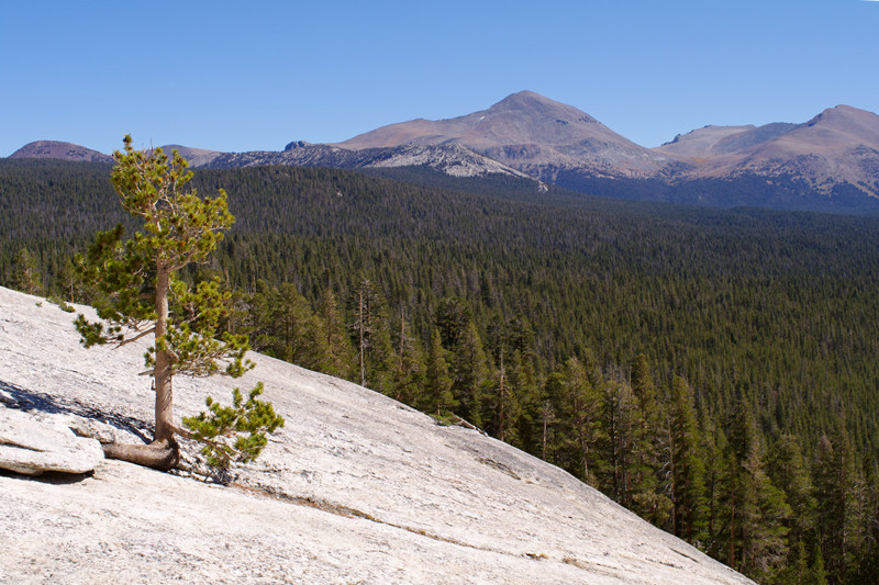 A lone pine growing on Lembert Dome in Yosemite National Park