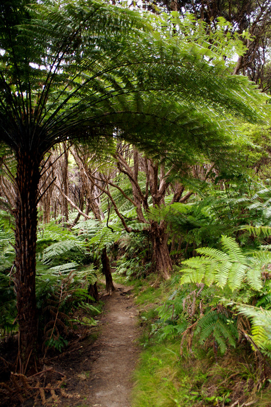Foliage along the Pitt Head Loop trail on the Abel Tasman Coast Track