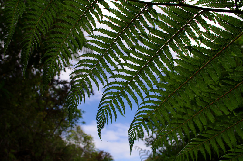 The obligatory fern shot along the Abel Tasman Coast Track