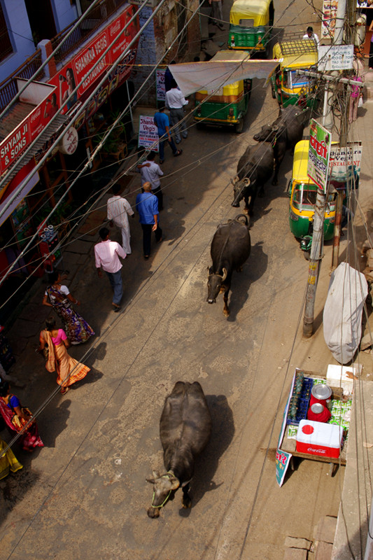Water buffaloes in traffic in Agra, India