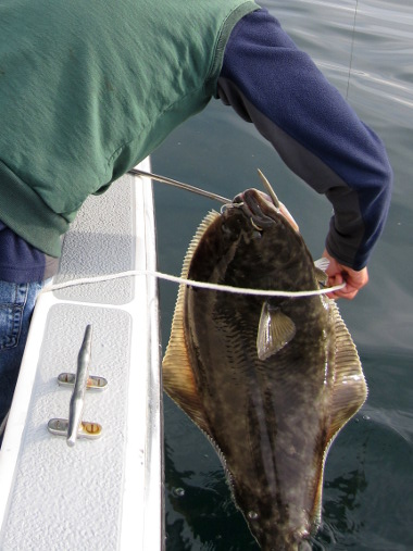 Alaskan halibut fishing