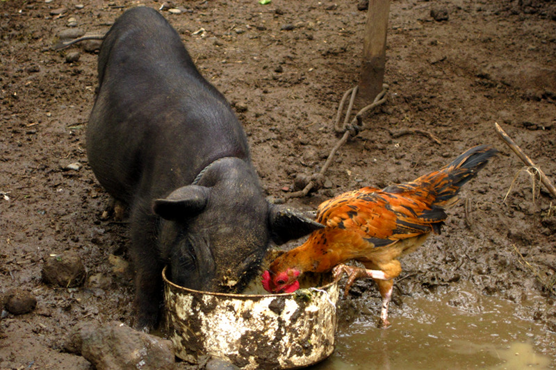Baby pig (babi) and chicken (ayam) eating together in Amed, Bali