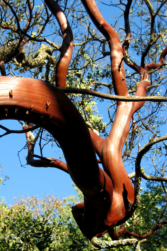 Manzanita tree trunk in Annadel State Park, Santa Rosa, California
