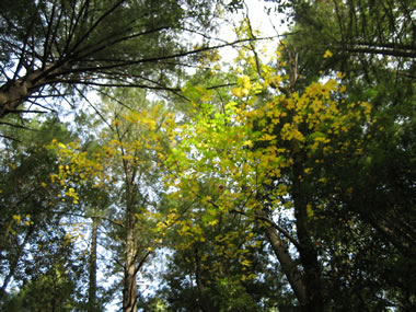 Impressionistic leaves at Armstrong Woods State Reserve