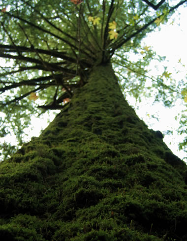 Mossy Tree at Armstrong Woods State Reserve