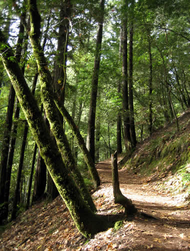 East Ridge Trail at Armstrong Woods State Reserve