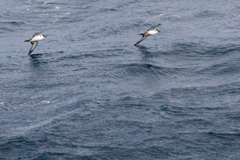 Migrating Atlantic ocean birds, taken from the Hanjin Palermo