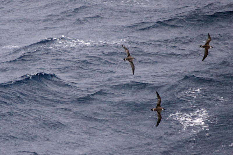Migrating Atlantic ocean birds, taken from the Hanjin Palermo