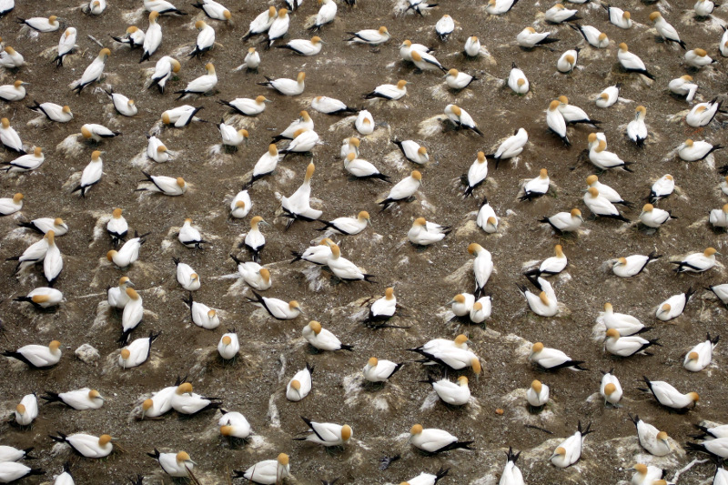 Gannet colony nesting at Muriwai