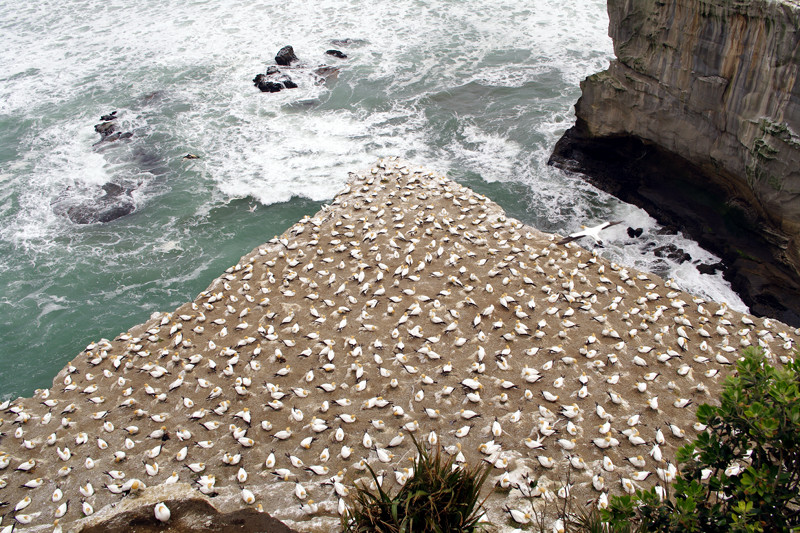 Gannet colony nesting at Muriwai