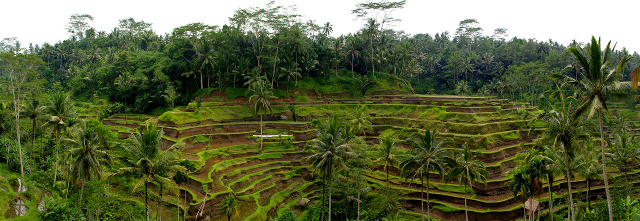 Panorama of the rice terraces in Tegallalang, Bali