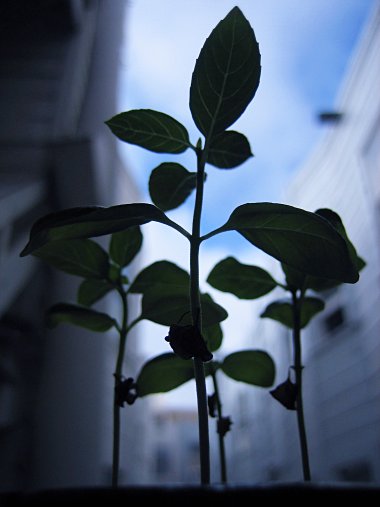 Basil seen from the bottom