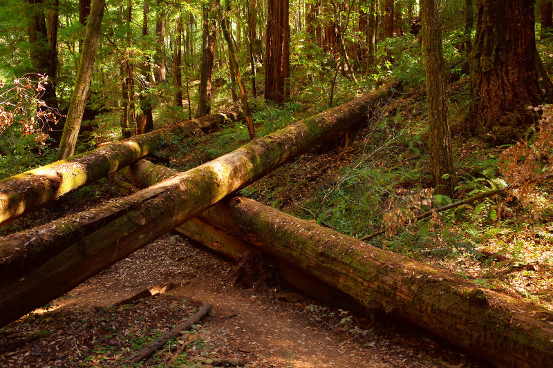 Crisscrossed Trees on the Waterfall Loop at Big Basin Redwoods State Park