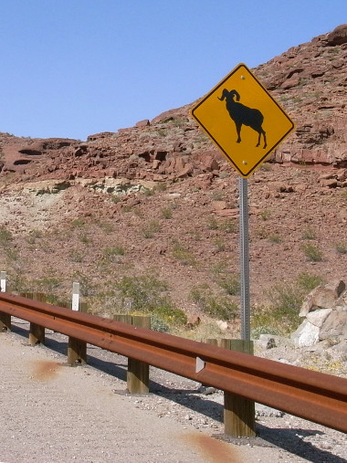 Bighorn sheep warning sign