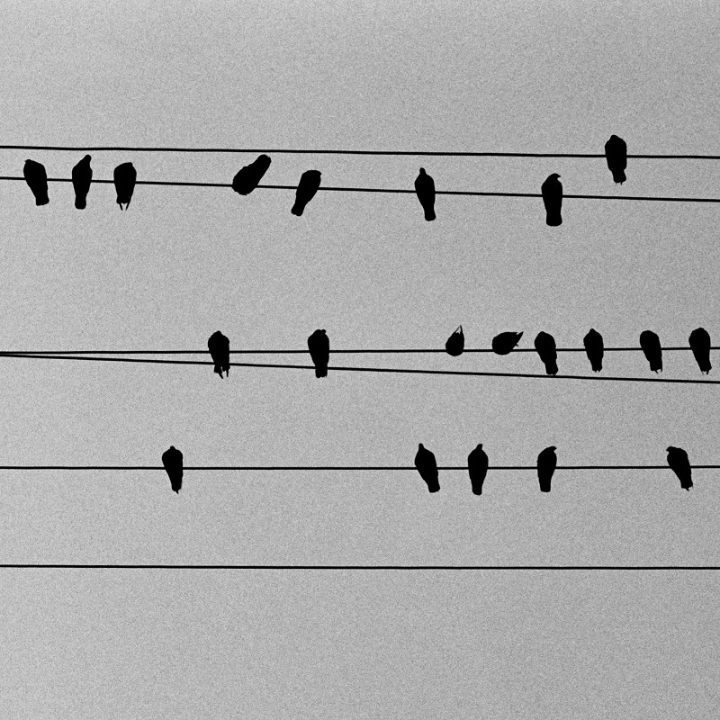 Silhouetted pigeons on wires from below