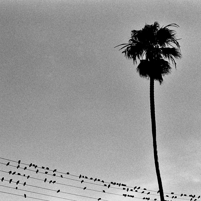 Pigeons dot the power lines below a solitary palm tree