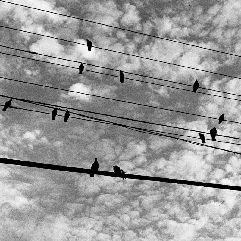 Marbled clouds behind silhouetted pigeons on wires