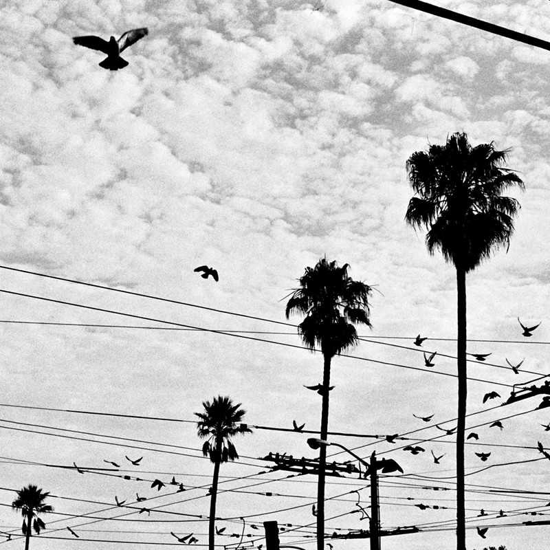 Pigeons in flight over trolley wires and palm trees