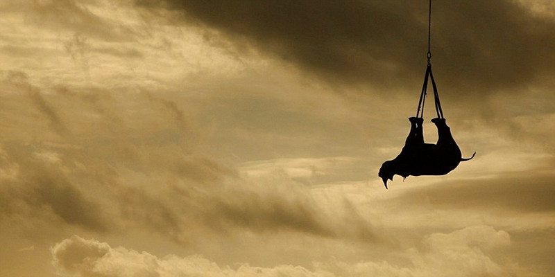 Airlifting a South African black rhino away from poachers, photo by Michael Raimondo