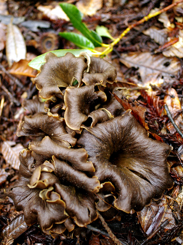 Black trumpet mushrooms, aka the trumpet of death (Craterellus cornucopioides)