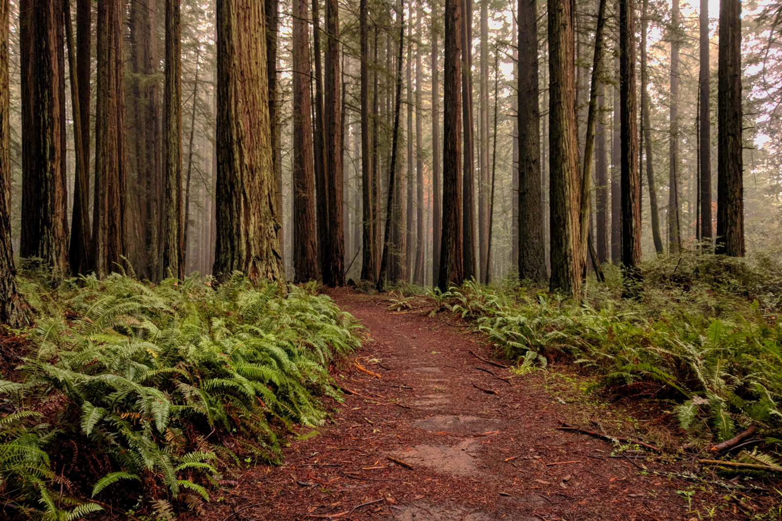 Bolinas Ridge Trail, somewhere between McCurdy and Randall