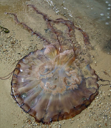 Brown jellyfish, probably a sea nettle, washed ashore