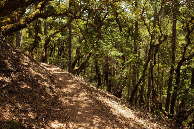 View of the trail from the Canyon Loop at Butano State Park, near Pescadero, CA