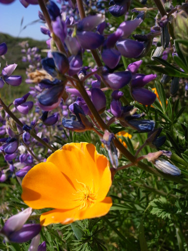 California poppy with purple lupins