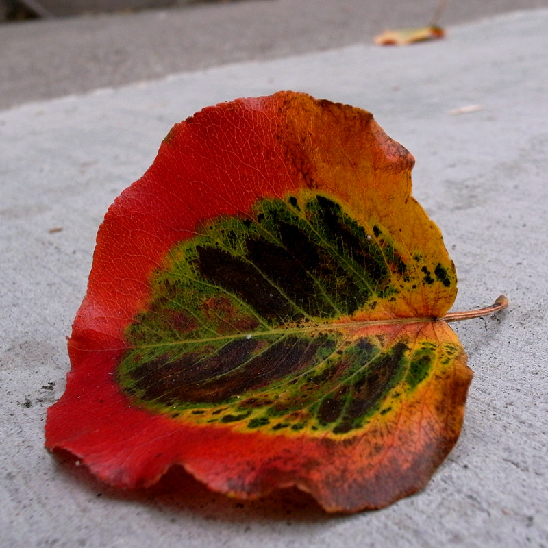 Callery pear leaf on sidewalk in San Francisco, California