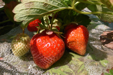 Strawberries up close