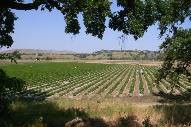 Rows of strawberry plants