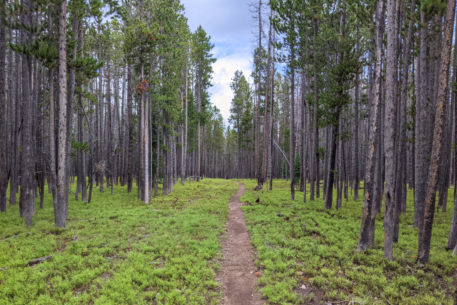 Lodgepole pine 'green tunnel' along the CDT