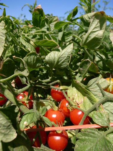 Cherry tomatoes on the vine