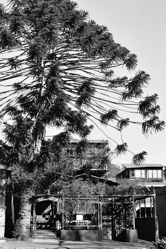 Chez Panisse (in black and white)