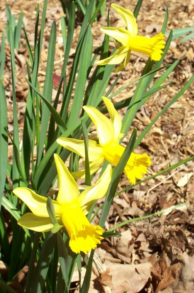 fancy yellow daffodils
