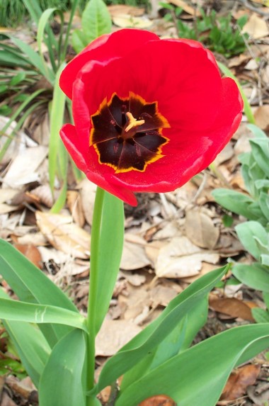 red and black tulip