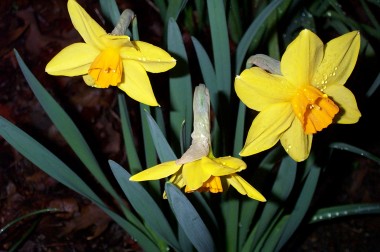 three yellow orange daffodils