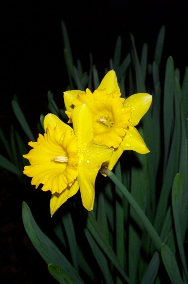 two yellow daffodils