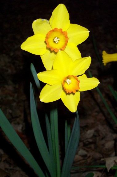 two yellow orange daffodils