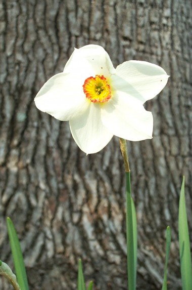 while yellow daffodil