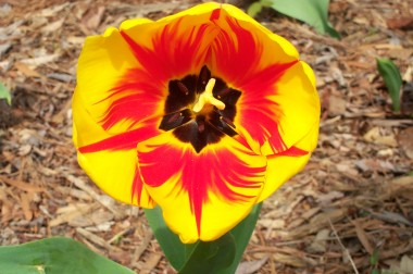 yellow and fire red tulip