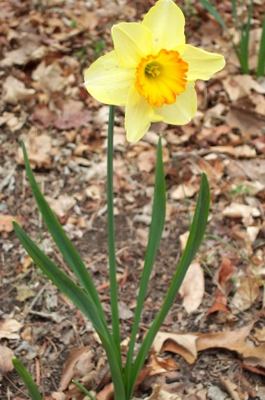 yellow orange daffodil