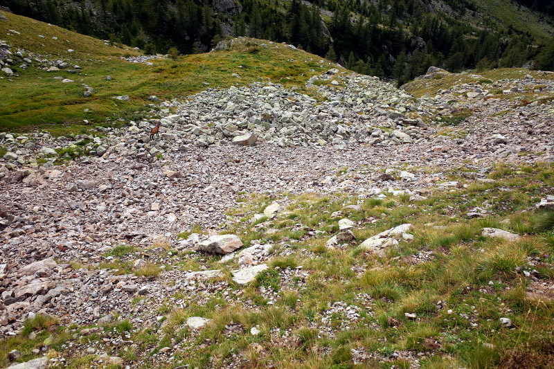 Chamois in the French Alps