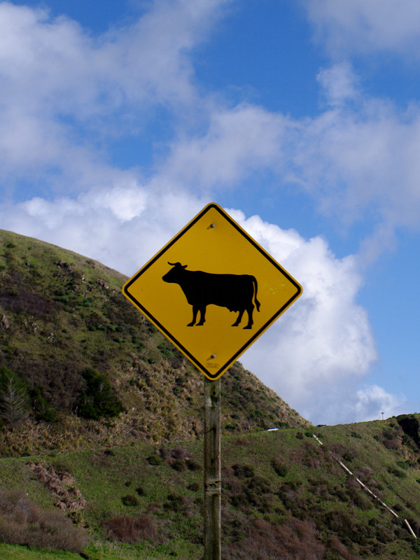 Cow crossing sign