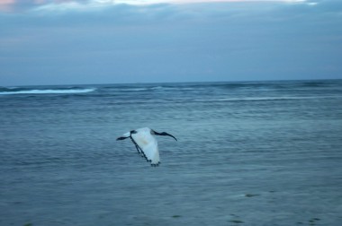 bird flying (scared by photographer)