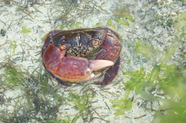 a killer crab