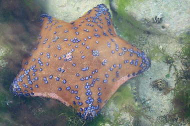 polka-dotted starfish